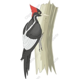 Elegant Woodpecker