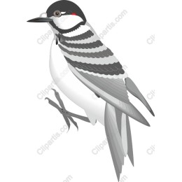Elegant Bird