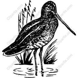 Elegant Wading Bird
