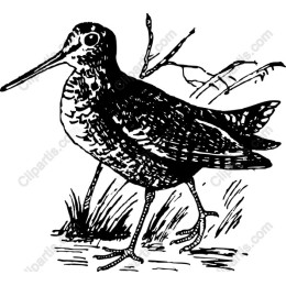 Vintage Snipe