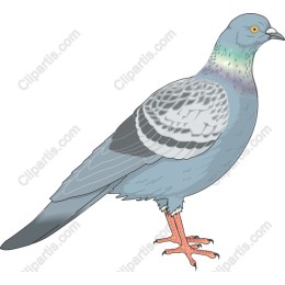 Pigeon