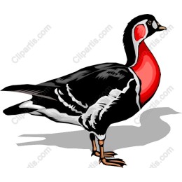 Vibrant Duck