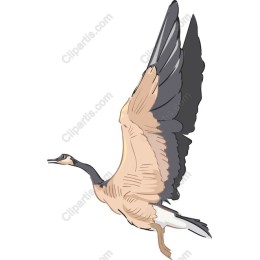 Majestic Flying Bird