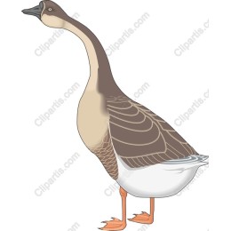 Elegant Goose