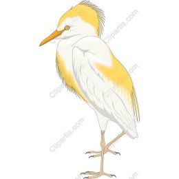 Elegant Egret