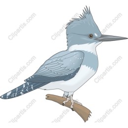Bird Perched on Branch