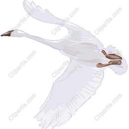 Elegant Flying Swan