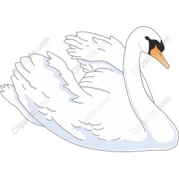 Elegant Swan