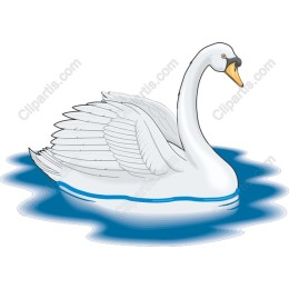 Majestic Swan