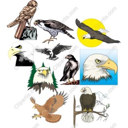 Eagle and Hawk Collection