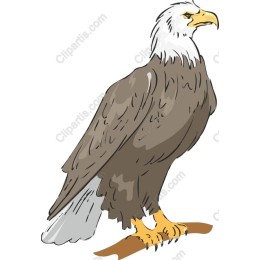 Majestic Bald Eagle