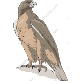 Majestic Hawk