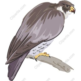 Majestic Falcon