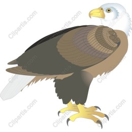 Majestic Bald Eagle