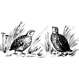 Vintage Quail