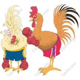 Boxing Chickens
