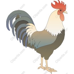 Vibrant Rooster