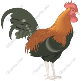 Majestic Rooster