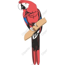 Colorful Parrot with Bandage