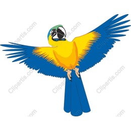 Vibrant Macaw