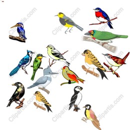 Vibrant Bird Collection