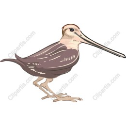 Unique Bird