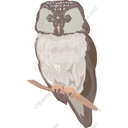Serene Owl