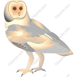 Elegant Barn Owl