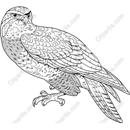 Majestic Bird of Prey