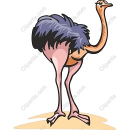 Vibrant Ostrich