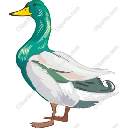 Vibrant Mallard Duck