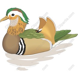 Mandarin Duck
