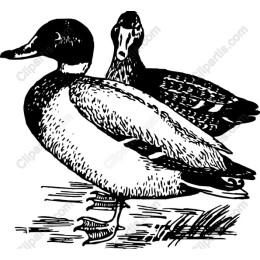 Charming Duck