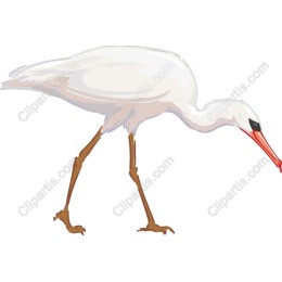 Elegant White Stork