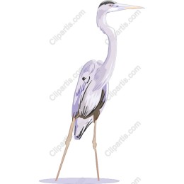 Elegant Heron