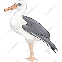 Elegant Seabird