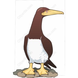 Seabird