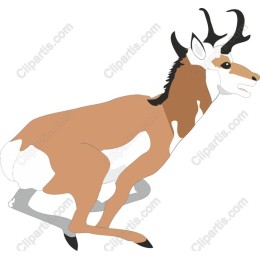 Elegant Antelope