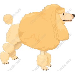 Fluffy Poodle