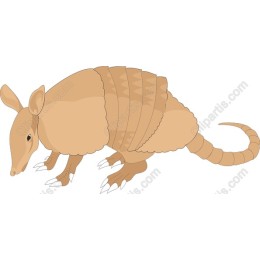 Armadillo