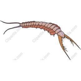 Crustacean