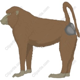 Baboon