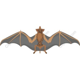 Elegant Bat