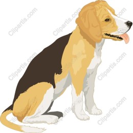 Adorable Beagle