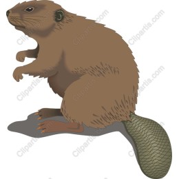 Charming Beaver