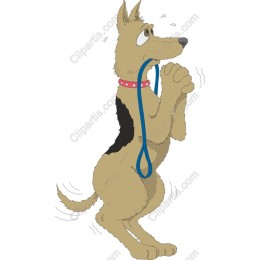 Eager German Shepherd Dog