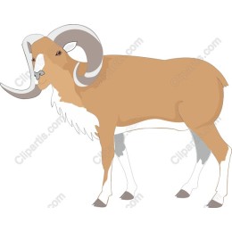 Majestic Ram