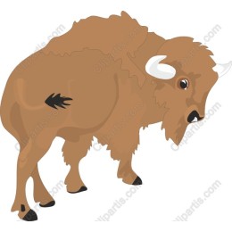 Bison