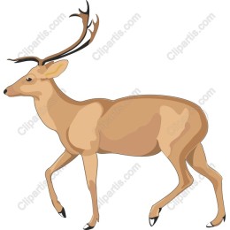 Graceful Deer