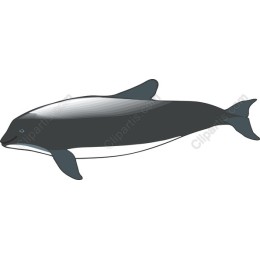 Playful Dolphin